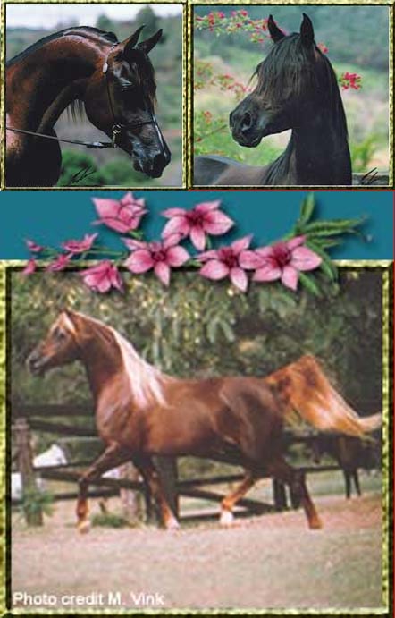 Chaswyck Stud - Stallions